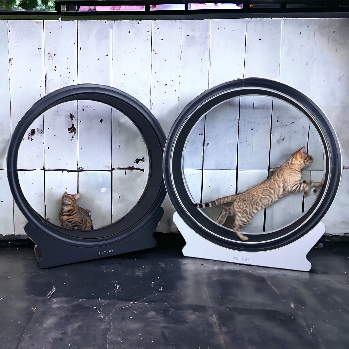 De Nieuwe En Verbeterde Loopwiel Van Petlux Een Must Have Voor Actiev de-nieuwe-en-verbeterde-loopwiel-van-petlux-een-must-have-voor-actiev